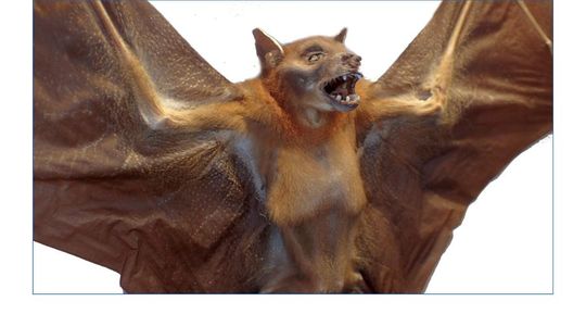 コウモリ